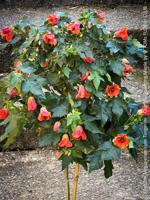 Abutilon megapotamicum tangerine, rose flowering, organically grown tropical plants for sale at TOMs FLOWer CLUB.
