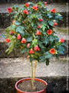 Abutilon megapotamicum tangerine, rose flowering, organically grown tropical plants for sale at TOMs FLOWer CLUB.