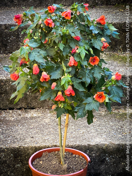 Abutilon megapotamicum tangerine, rose flowering, organically grown tropical plants for sale at TOMs FLOWer CLUB.