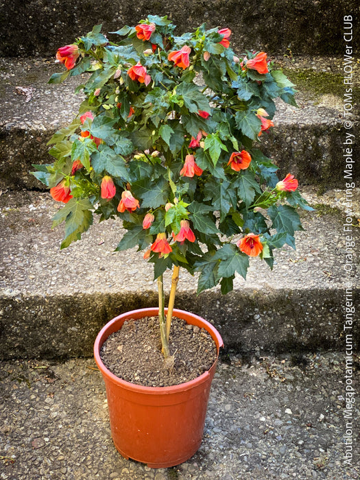 Abutilon megapotamicum tangerine, rose flowering, organically grown tropical plants for sale at TOMs FLOWer CLUB.