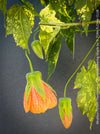 Abutilon Pictum Thompsonii, with Abutilon Mosaic virus, orange-red flowering, organically grown tropical plants for sale at TOMs FLOWer CLUB.