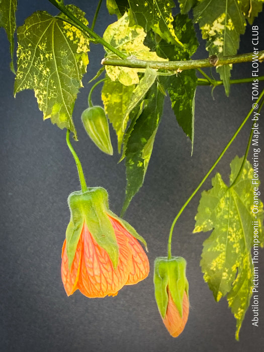 Abutilon Pictum Thompsonii, with Abutilon Mosaic virus, orange-red flowering, organically grown tropical plants for sale at TOMs FLOWer CLUB.