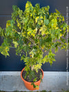 Abutilon Pictum Thompsonii, with Abutilon Mosaic virus, orange-red flowering, organically grown tropical plants for sale at TOMs FLOWer CLUB.
