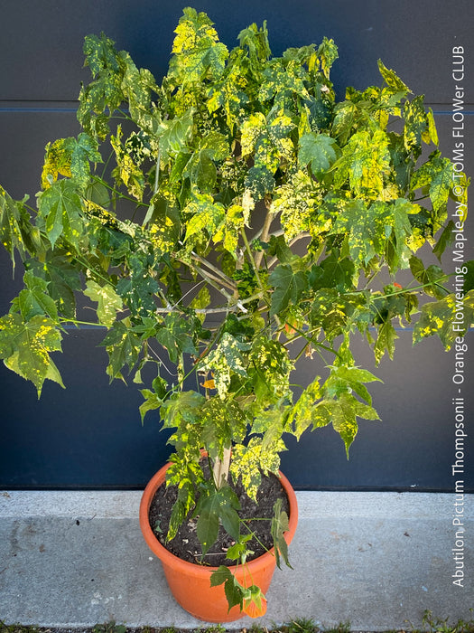 Abutilon Pictum Thompsonii, with Abutilon Mosaic virus, orange-red flowering, organically grown tropical plants for sale at TOMs FLOWer CLUB.