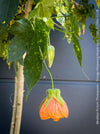 Abutilon Pictum Thompsonii, with Abutilon Mosaic virus, orange-red flowering, organically grown tropical plants for sale at TOMs FLOWer CLUB.