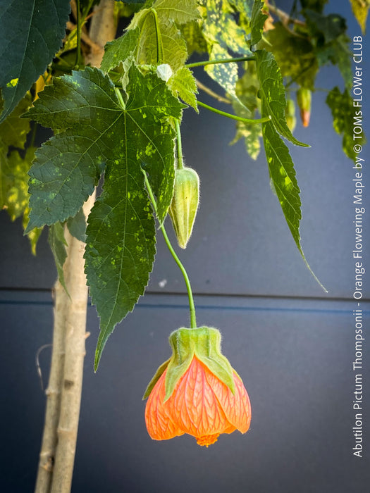 Abutilon Pictum Thompsonii, with Abutilon Mosaic virus, orange-red flowering, organically grown tropical plants for sale at TOMs FLOWer CLUB.