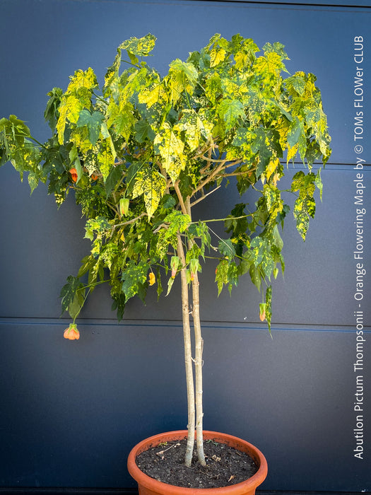 Abutilon Pictum Thompsonii, with Abutilon Mosaic virus, orange-red flowering, organically grown tropical plants for sale at TOMs FLOWer CLUB.