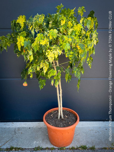 Abutilon Pictum Thompsonii, with Abutilon Mosaic virus, orange-red flowering, organically grown tropical plants for sale at TOMs FLOWer CLUB.