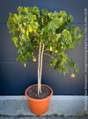 Abutilon Pictum Thompsonii, with Abutilon Mosaic virus, orange-red flowering, organically grown tropical plants for sale at TOMs FLOWer CLUB.