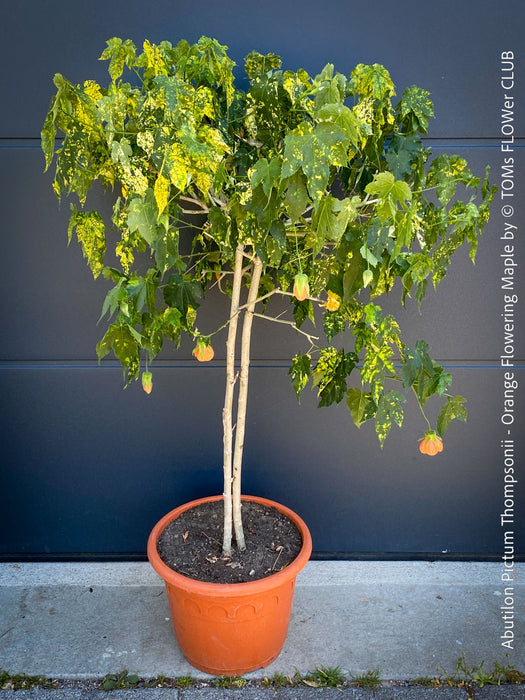 Abutilon Pictum Thompsonii, with Abutilon Mosaic virus, orange-red flowering, organically grown tropical plants for sale at TOMs FLOWer CLUB.