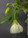 Abutilon Snowfall, pure snow white flowering, organically grown tropical plants for sale at TOMs FLOWer CLUB