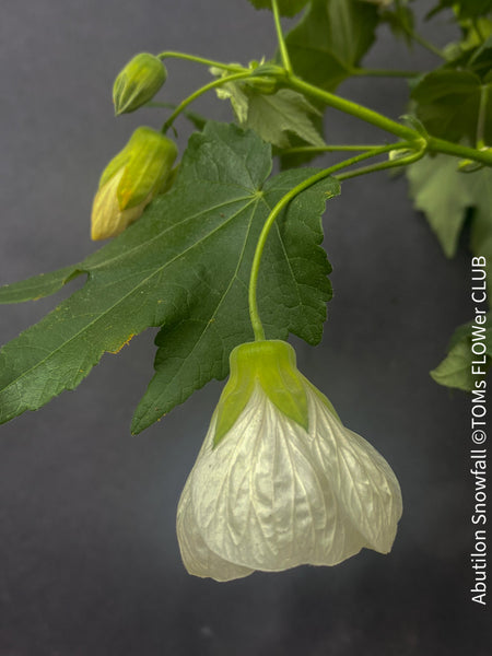 Abutilon Snowfall, pure snow white flowering, organically grown tropical plants for sale at TOMs FLOWer CLUB