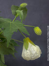 Abutilon Snowfall, pure snow white flowering, organically grown tropical plants for sale at TOMs FLOWer CLUB