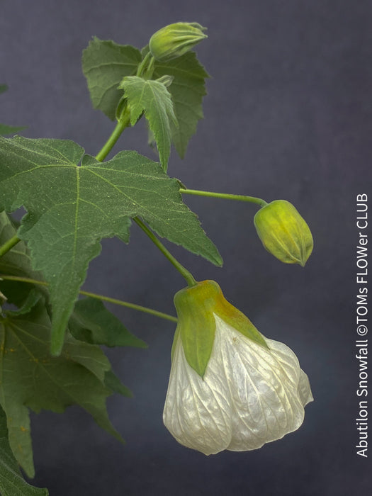 Abutilon Snowfall, pure snow white flowering, organically grown tropical plants for sale at TOMs FLOWer CLUB