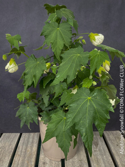 Abutilon Snowfall, pure snow white flowering, organically grown tropical plants for sale at TOMs FLOWer CLUB