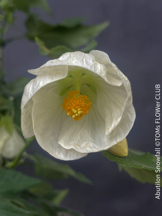 Abutilon Snowfall, pure snow white flowering, organically grown tropical plants for sale at TOMs FLOWer CLUB