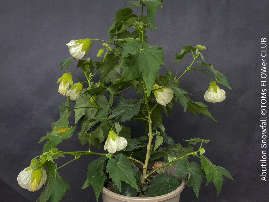 Abutilon Snowfall, pure snow white flowering, organically grown tropical plants for sale at TOMs FLOWer CLUB