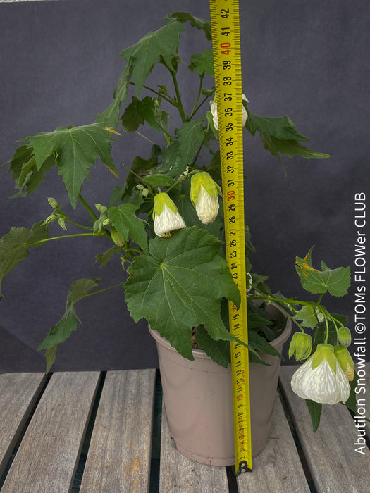 Abutilon Snowfall, pure snow white flowering, organically grown tropical plants for sale at TOMs FLOWer CLUB