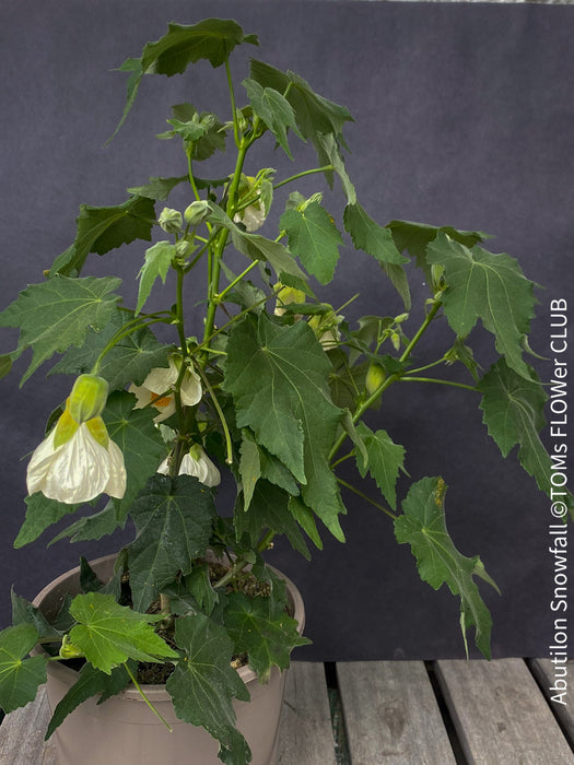 Abutilon Snowfall, pure snow white flowering, organically grown tropical plants for sale at TOMs FLOWer CLUB