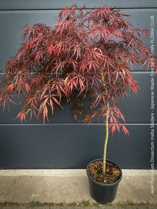 Acer Palmatum Dissectum Inaba Shidare - Japanese Maple Tree