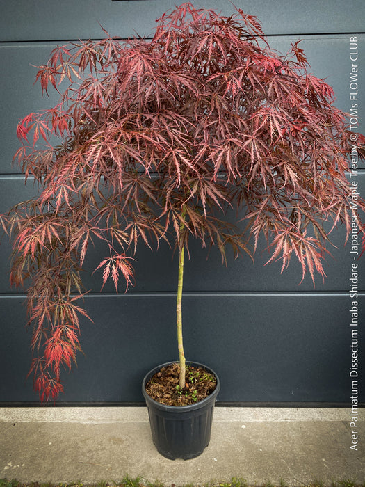 Acer Palmatum Dissectum Inaba Shidare - Japanese Maple Tree