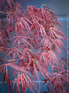 leaves of Acer Palmatum Dissectum Inaba Shidare, Japanese Maple Tree in TOMs FLOWer CLUB showcasing its red wine foliage.