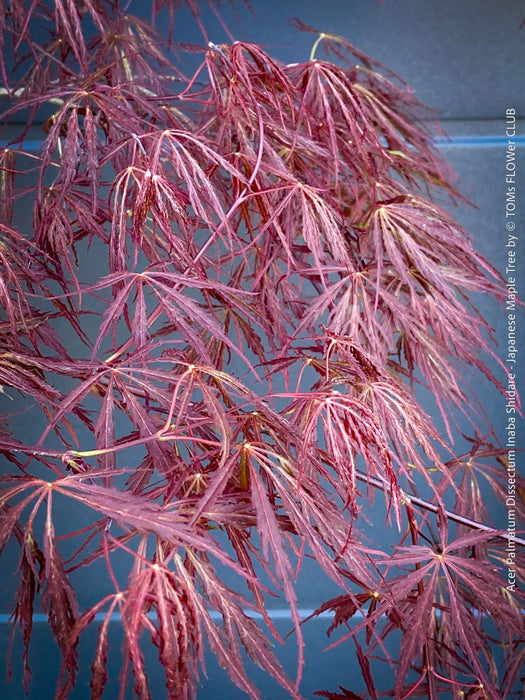 leaves of Acer Palmatum Dissectum Inaba Shidare, Japanese Maple Tree in TOMs FLOWer CLUB showcasing its red wine foliage.