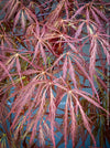 Leaf detail of Acer Palmatum Dissectum Inaba Shidare, Japanese Maple Tree in TOMs FLOWer CLUB showcasing its red wine foliage.