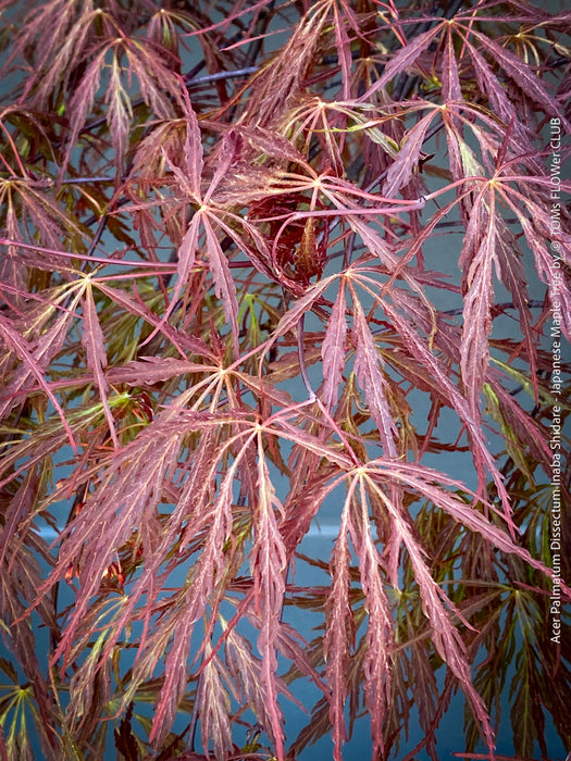 Leaf detail of Acer Palmatum Dissectum Inaba Shidare, Japanese Maple Tree in TOMs FLOWer CLUB showcasing its red wine foliage.