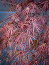 Acer Palmatum Dissectum Inaba Shidare, Japanese Maple Tree in TOMs FLOWer CLUB showcasing its red wine foliage.