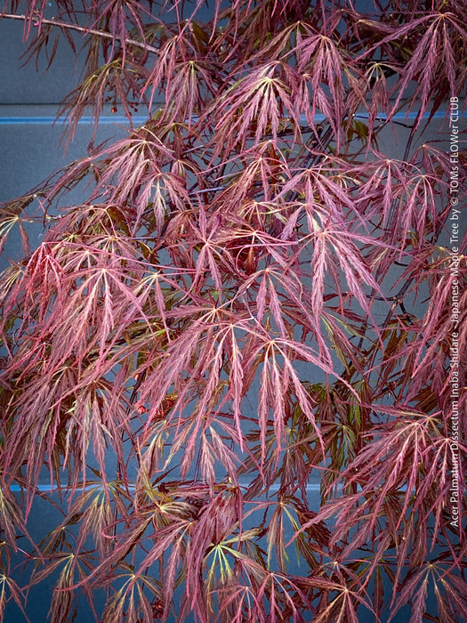 Acer Palmatum Dissectum Inaba Shidare, Japanese Maple Tree in TOMs FLOWer CLUB showcasing its red wine foliage.