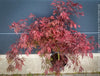 Rare Acer Palmatum Garnet red curled leaf tree for sale at TOMs FLOWer CLUB