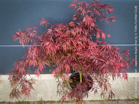 Rare Acer Palmatum Garnet red curled leaf tree for sale at TOMs FLOWer CLUB
