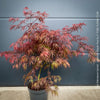 Acer Palmatum Garnet red leaf tree for sale at TOMs FLOWer CLUB