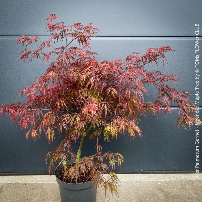 Acer Palmatum Garnet red leaf tree for sale at TOMs FLOWer CLUB