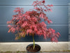 Rare Acer Palmatum Garnet red leaf tree for sale at TOMs FLOWer CLUB