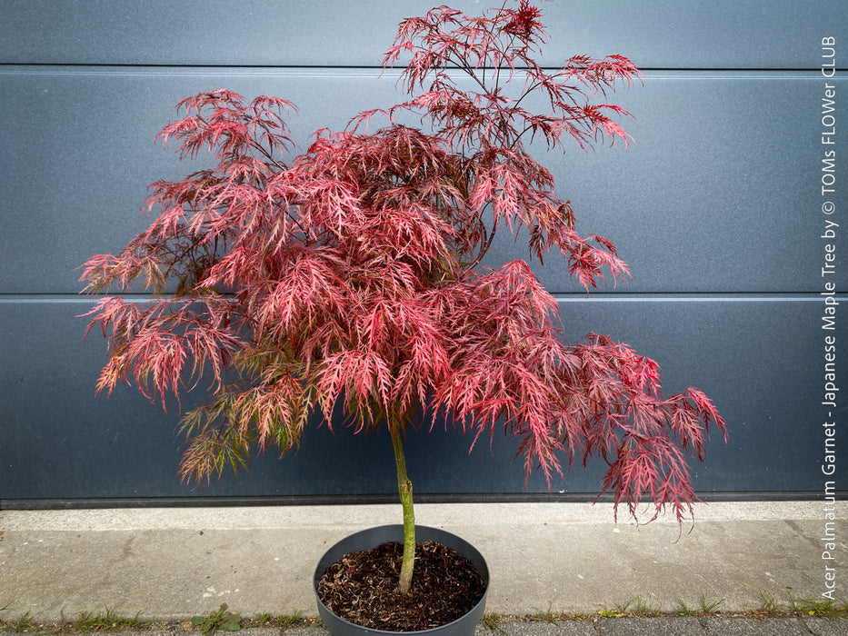 Rare Acer Palmatum Garnet red leaf tree for sale at TOMs FLOWer CLUB