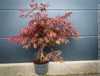 Rare Acer Palmatum Garnet burgundy red leaf tree for sale at TOMs FLOWer CLUB