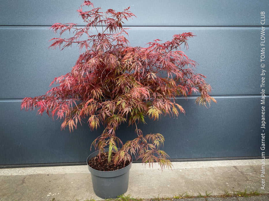 Rare Acer Palmatum Garnet burgundy red leaf tree for sale at TOMs FLOWer CLUB