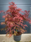 Rare Acer Palmatum Garnet red leaf tree for sale at TOMs FLOWer CLUB
