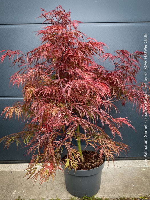 Rare Acer Palmatum Garnet red leaf tree for sale at TOMs FLOWer CLUB