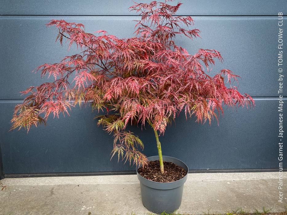 Rare Acer Palmatum Garnet red leaf tree for sale at TOMs FLOWer CLUB