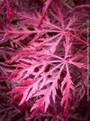 Rare Acer Palmatum Garnet, leaf detail,  organically grown tree for sale at TOMs FLOWer CLUB
