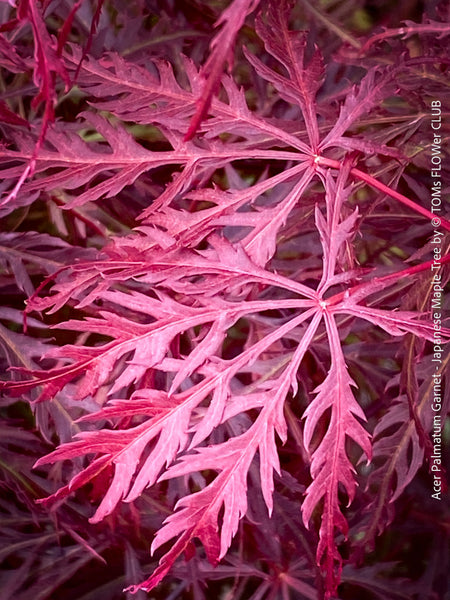 Rare Acer Palmatum Garnet, leaf detail,  organically grown tree for sale at TOMs FLOWer CLUB