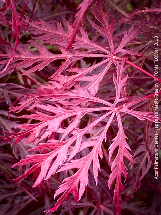 Rare Acer Palmatum Garnet, leaf detail,  organically grown tree for sale at TOMs FLOWer CLUB