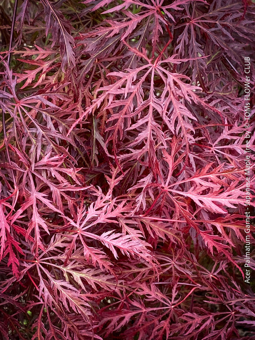 Rare Acer Palmatum Garnet, leaf detail,  organically grown tree for sale at TOMs FLOWer CLUB