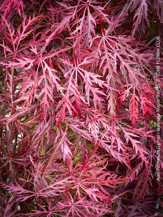 Rare Acer Palmatum Garnet, leaf detail,  organically grown tree for sale at TOMs FLOWer CLUB