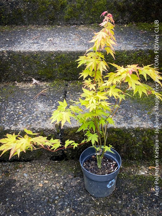 Acer Palmatum Katsura - Japanese Maple Tree
