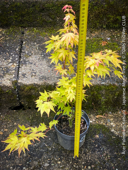 Acer Palmatum Katsura - Japanese Maple Tree