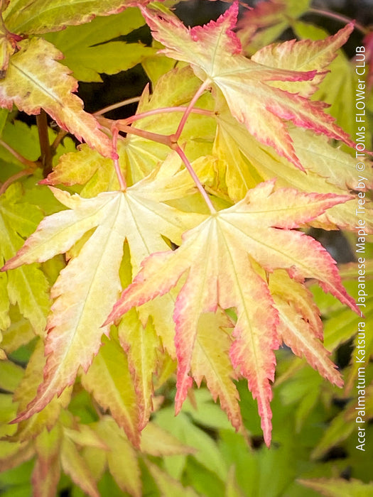 Acer Palmatum Katsura - Japanese Maple Tree